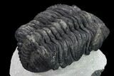 4.8" Drotops Trilobite - Large Faceted Eyes - #131339-3